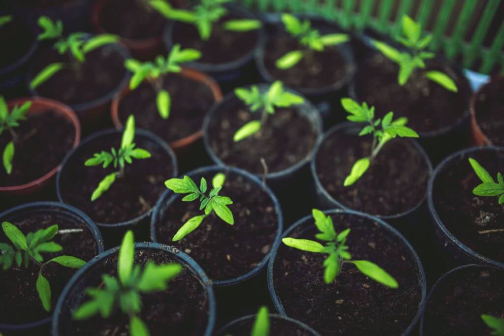 semis tomate monpotdefleurs