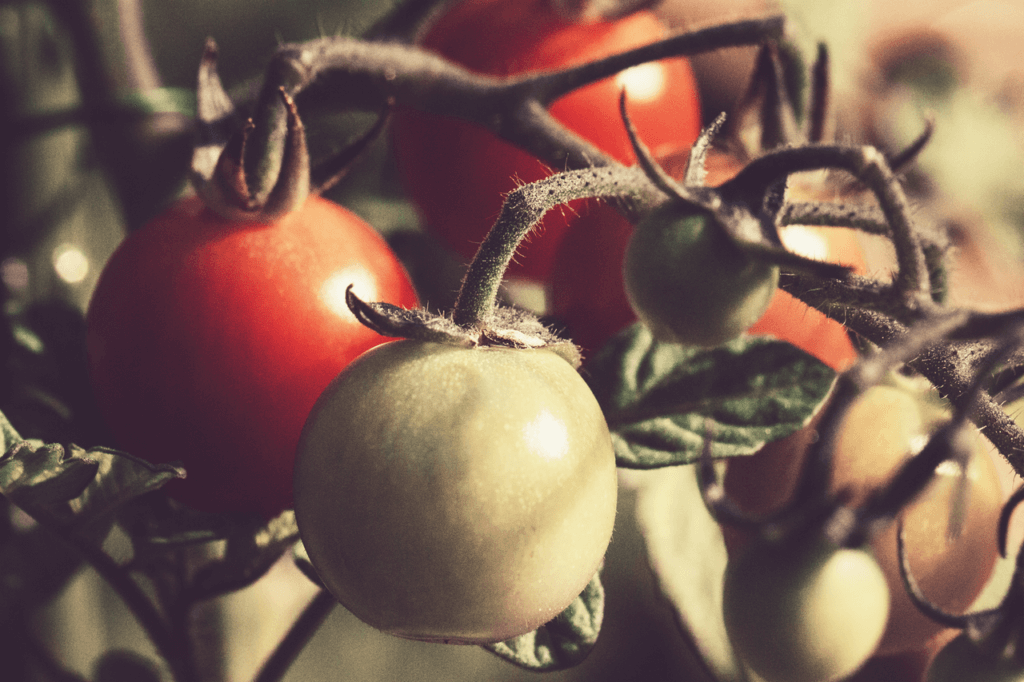 culture tomate monpotdefleurs
